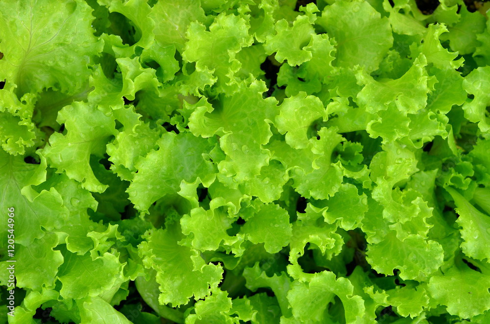 fresh green lettuce leaves fresh green lettuce leaves