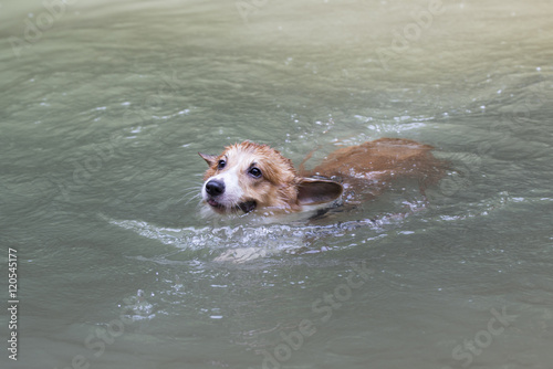 Dog swimming in the river