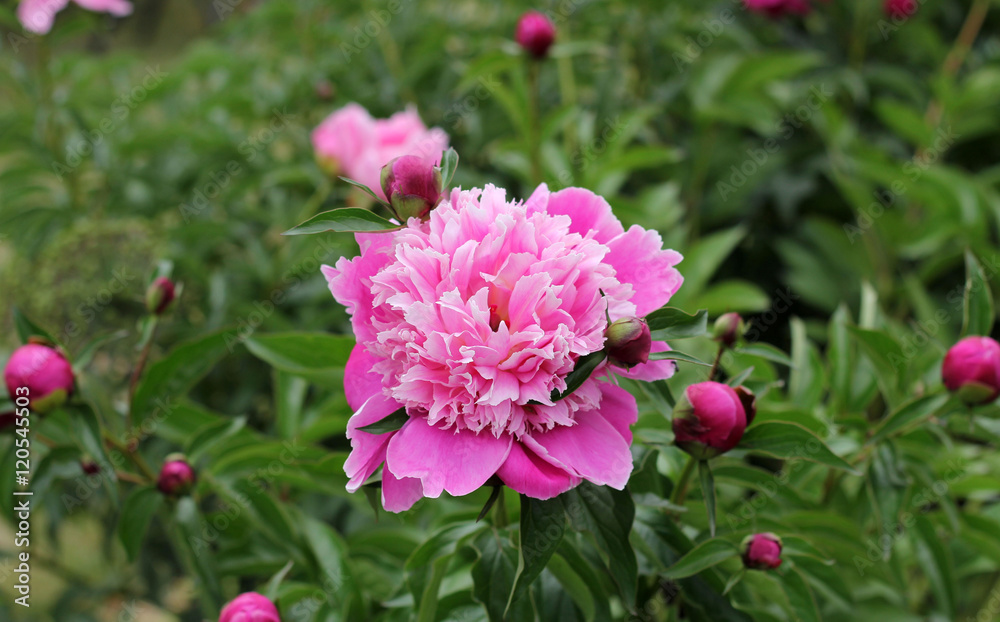 Blooming pink peony