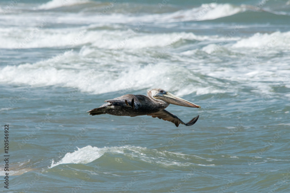 Fototapeta premium Pelican