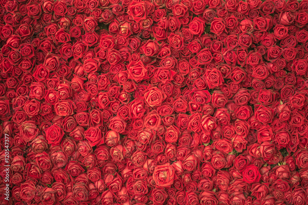 Fototapeta premium red rose flower for background