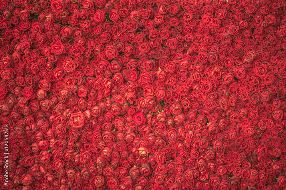 Obraz premium red rose flower for background