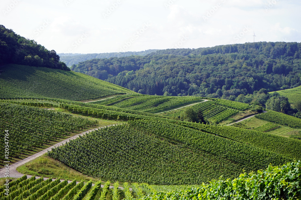 Vineyard in valley