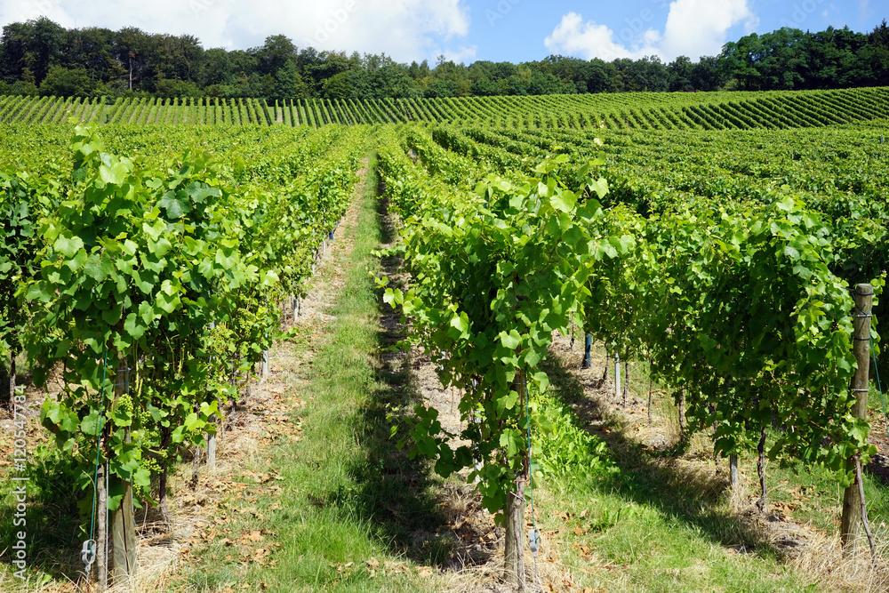 Vineyard in Mosell region