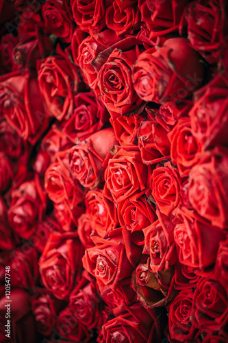red rose flower for background