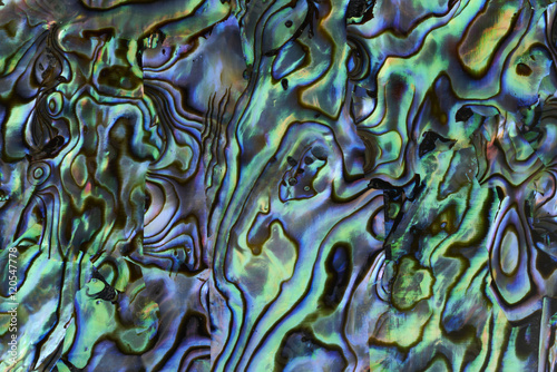 Abalone shell background texture photo