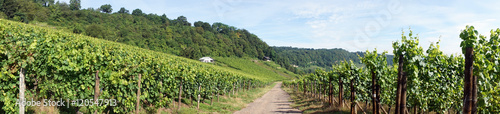Vineyard in MOsell valley