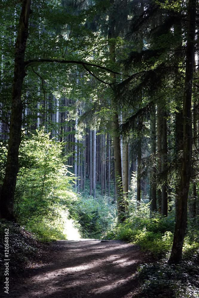 Obraz premium Sunlight in the forest