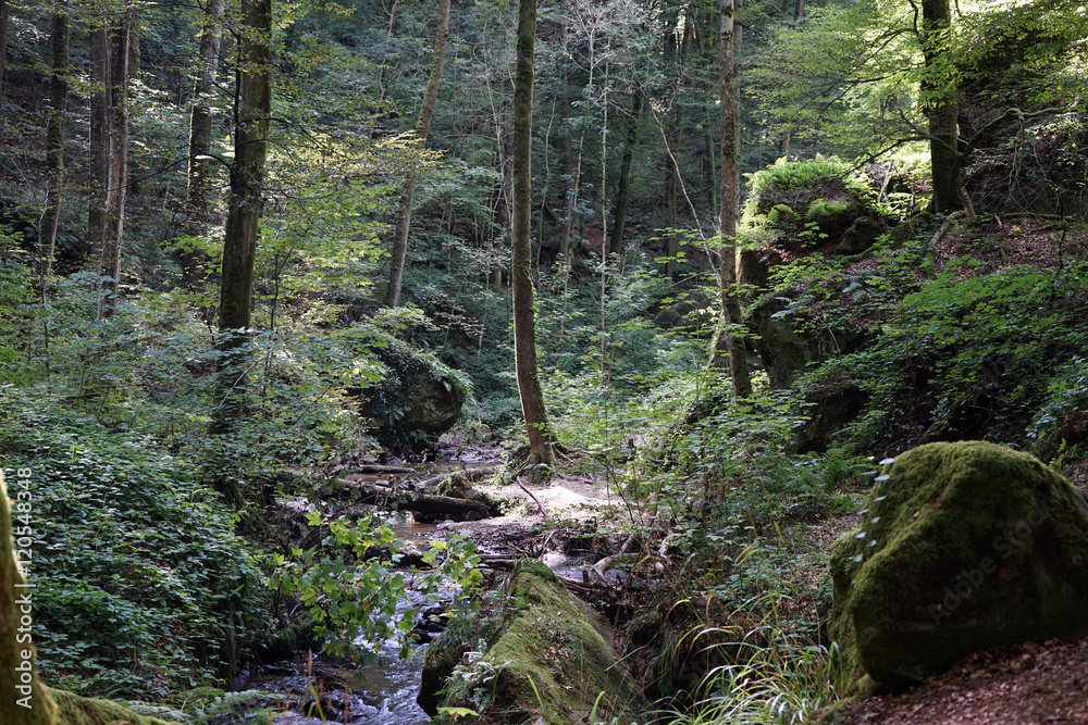 Forest in ravine Forest in ravine