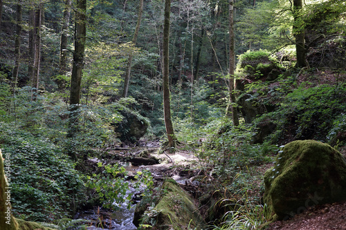 Forest in ravine