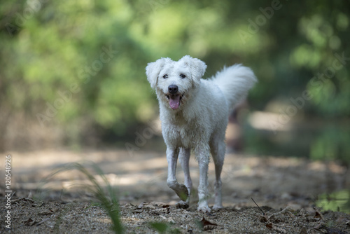Dog playing in the woods