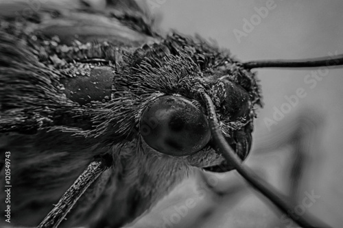 Moth (Night Fly) macro view