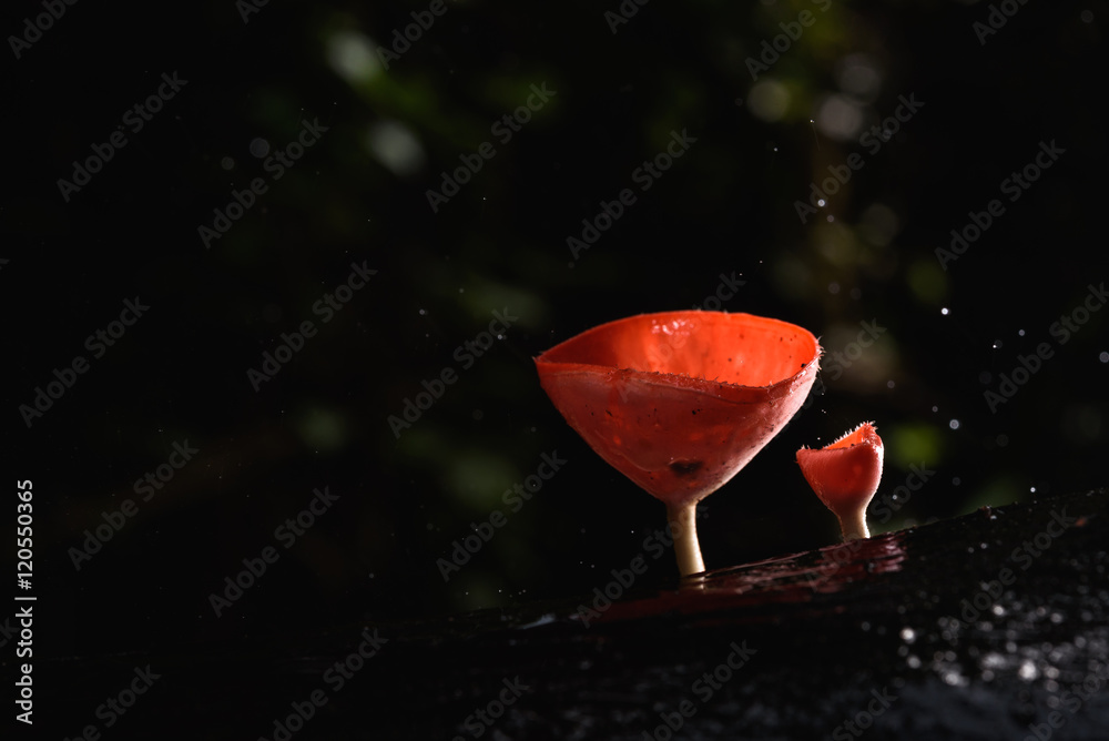 beautiful fungi cup in rain forest beautiful fungi cup in rain forest