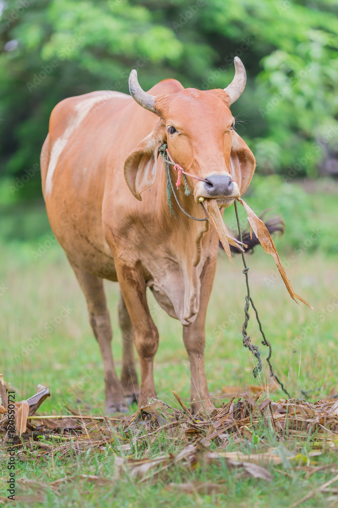 Asian bloodline cow in tropical field Asian bloodline cow in tropical field