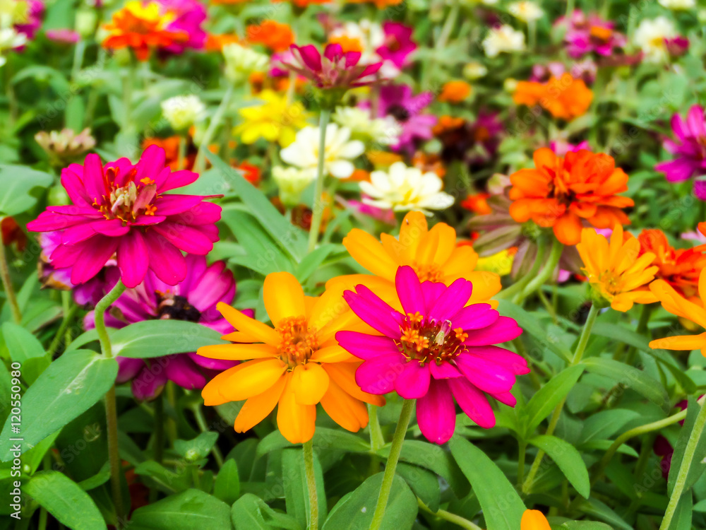 The zinnia flower is one of the easiest flowers to grow in the The zinnia flower is one of the easiest flowers to grow in the