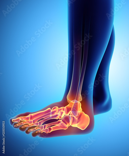 3D illustration of Foot Skeleton, medical concept.