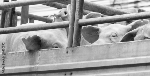 Pigs on truck way to slaughterhouse. The sad sight of pigs.