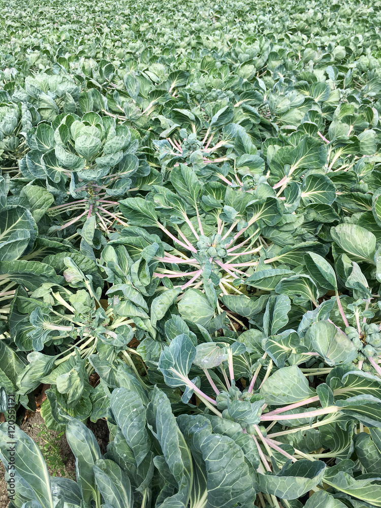 Fototapeta premium Cauliflower plants.