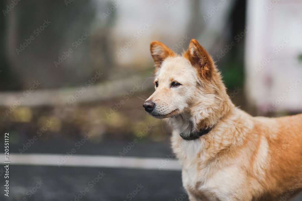 Brown dog,asia dog Brown dog,asia dog