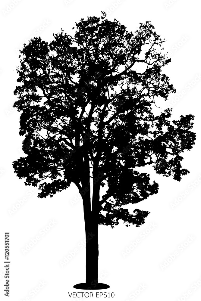 Fototapeta premium Vector of tree, silhouette tree on white background.