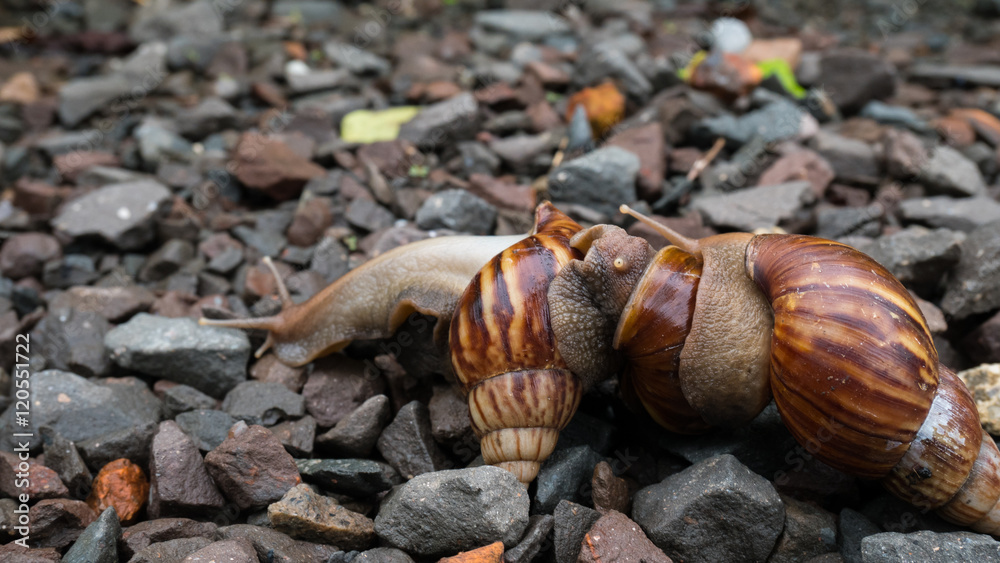 Fototapeta premium Snail family wark in the garden with sun light