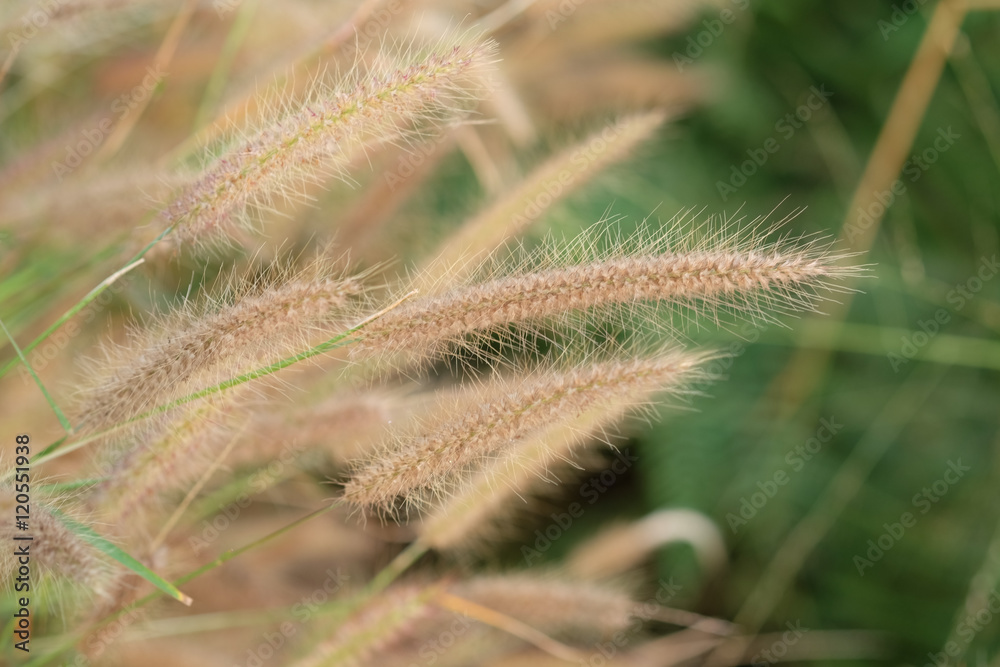 Poaceae Grass Flower