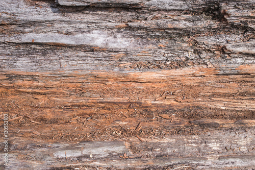 tree wood inside nature for background.