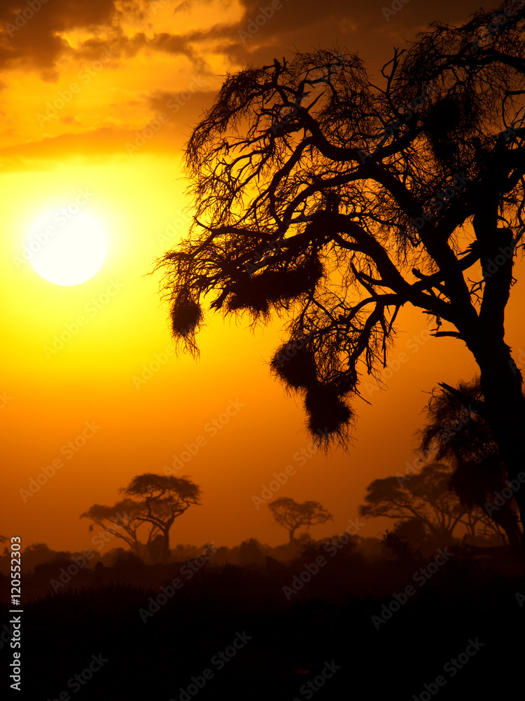 Typical african sunset with acacia trees in Masai Mara, Kenya. V