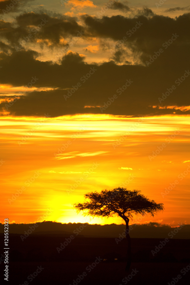 Typical african sunset with acacia trees in Masai Mara, Kenya. V