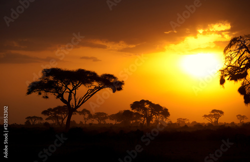 Typical african sunset with acacia trees in Masai Mara, Kenya. H