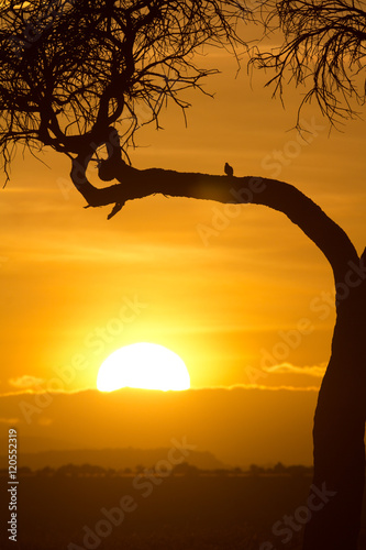 Typical african sunset with acacia tree in Masai Mara, Kenya. Ve