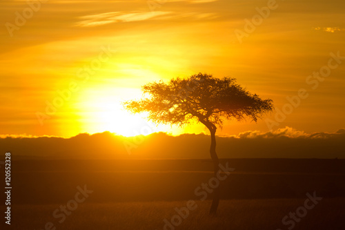 Typical african sunset with acacia trees in Masai Mara  Kenya. H