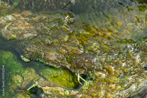 green moss in hot spring.