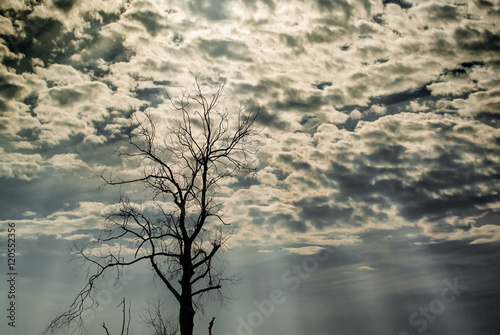 Silhouette of dried tree