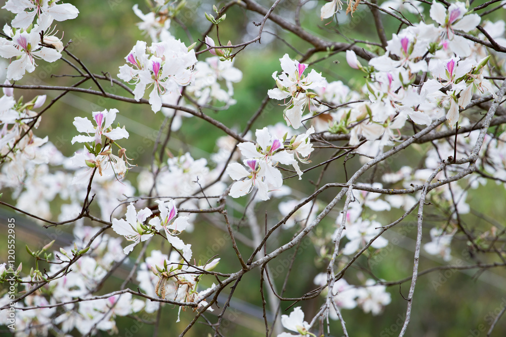 Bauhinia variegata white flower, Orchid Tree Festival Baan Pameang Lampang Thailand. Bauhinia variegata white flower, Orchid Tree Festival Baan Pameang Lampang Thailand.