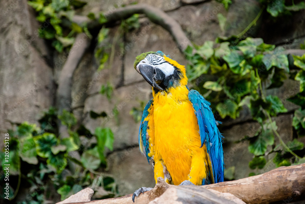 Blue-and-yellow macaw sitting on a branch