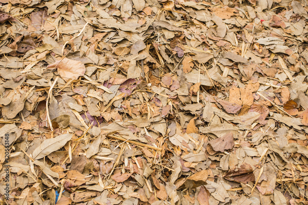 Dry leaf for background and texture. Dry leaf for background and texture.