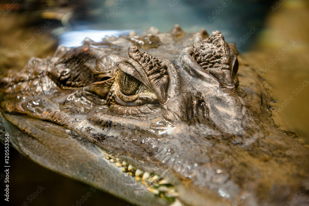 Spectacled caiman in an aquarium close up shot Spectacled caiman in an aquarium close up shot