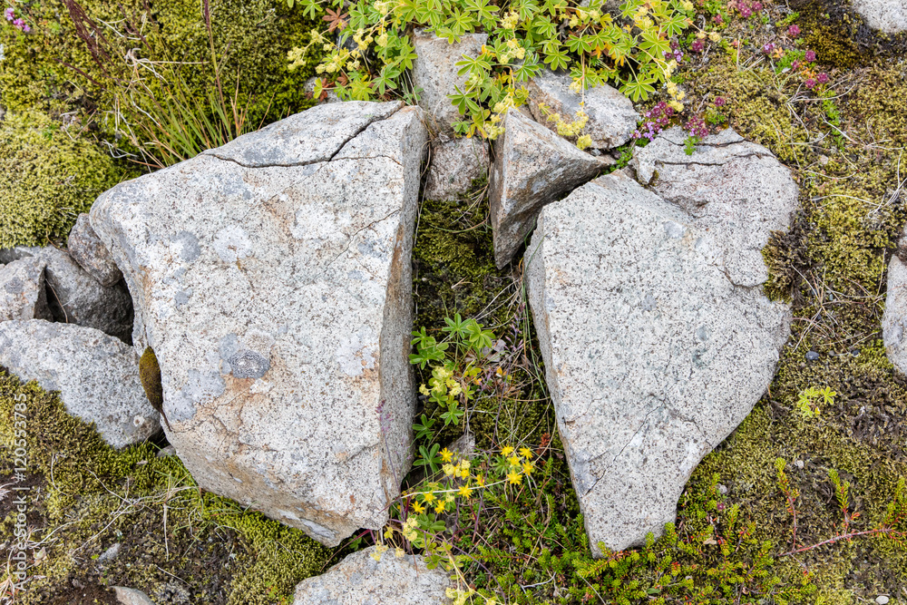 Fototapeta premium Frost leaves Destructive Patterns in a Stone