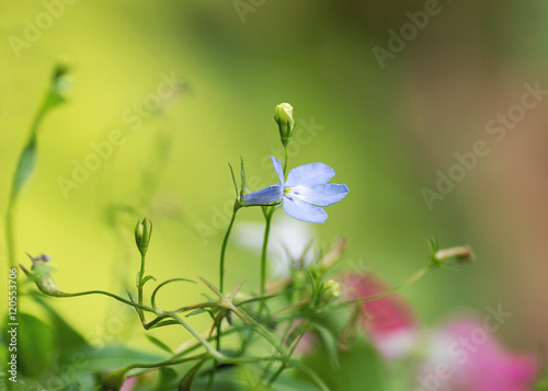 natural background with selective focus and blur - Lobelia in green and pink