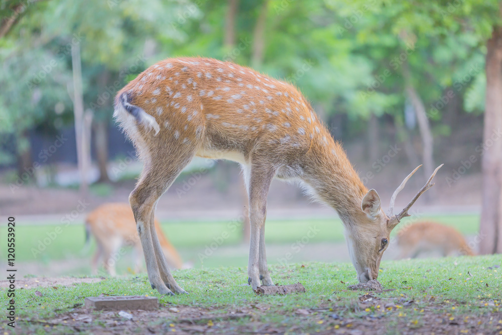 Whitetail deer fawn still in spots on a grassy field Whitetail deer fawn still in spots on a grassy field