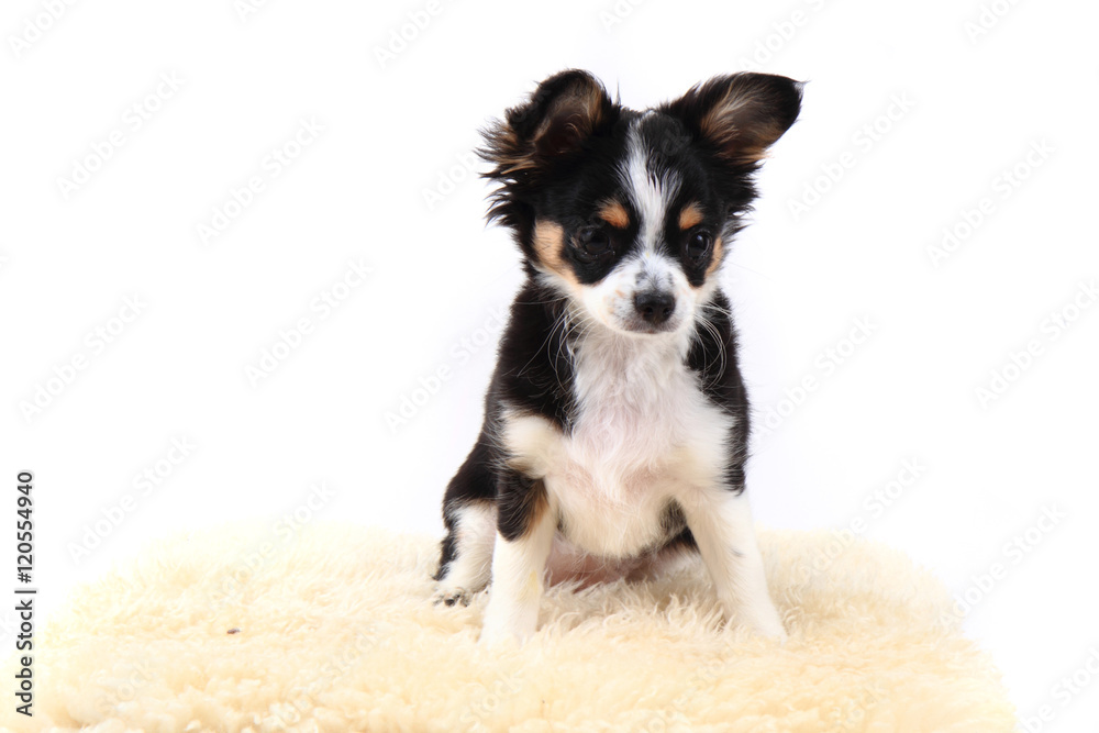 chihuahua is resting chihuahua is resting