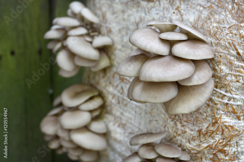 Oyster Mushrums (Pleurotus ostreatus) cultivated on straw. Growing Mushrooms at Home. Close up, selective focus. 