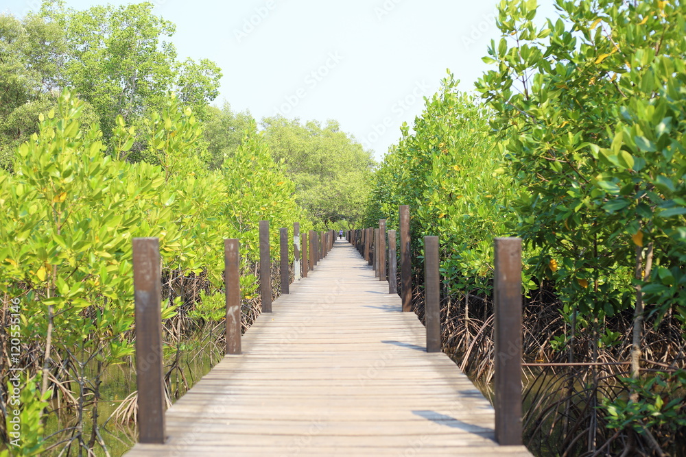 Mangrove trees of Thung  Prong Thong forest in Rayong at Thailand