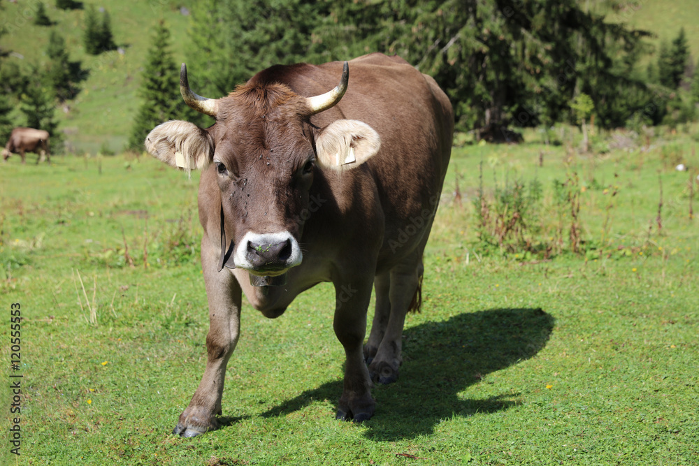 Cattle in Lechtal Valley. Tirol. Austria