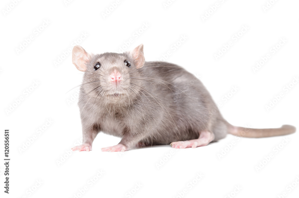 Portrait of funny gray rat Portrait of funny gray rat
