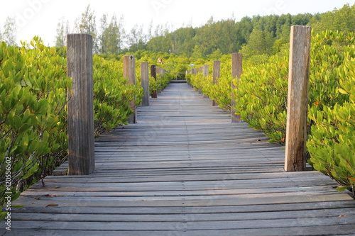 Mangrove trees of Thung  Prong Thong forest in Rayong at Thailand