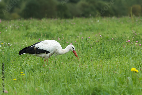 White stork feeding outdoors and swallowing green caterpillar on clover flowering meadow