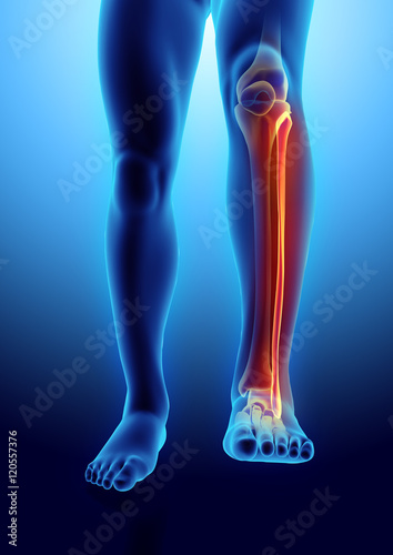 3D illustration of Fibula, medical concept.