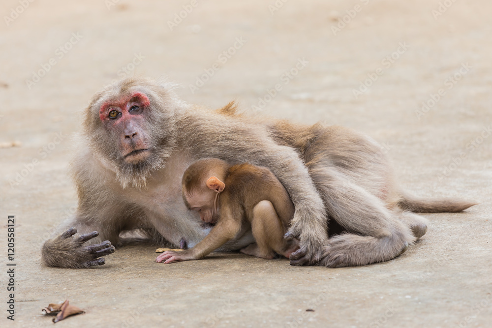 Monkey tropical forests.